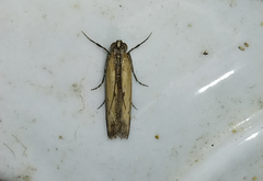 Elasmopalpus lignosella