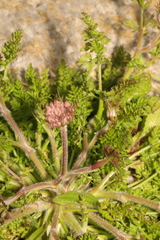 Daucus carota gummifer