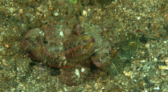Scorpaenopsis macrochir