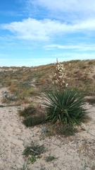 Yucca gloriosa