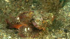 Scorpaenopsis macrochir