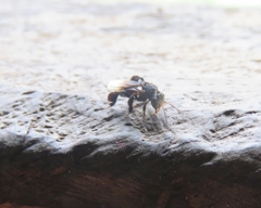 Tetragonilla collina