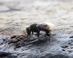 Tetragonilla collina