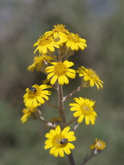 Oxythyrea marginalis