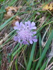 Scabiosa triandra