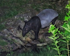 Tapirus indicus