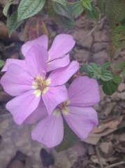 Melastomeae