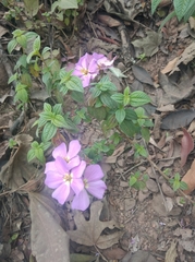 Melastomeae