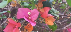 Bougainvillea