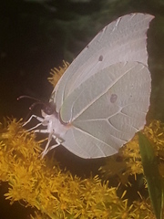 Gonepteryx nepalensis