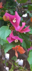 Bougainvillea
