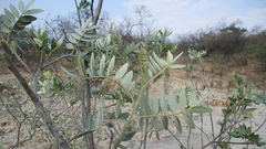 Mundulea sericea image