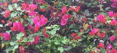 Bougainvillea