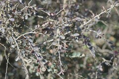 Flueggea verrucosa