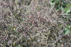 Flueggea verrucosa