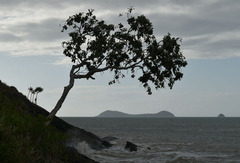 Melaleuca viridiflora