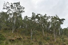 Eucalyptus platyphylla
