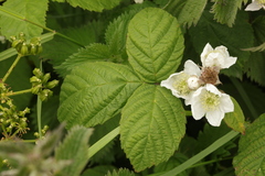 Rubus tuberculatus