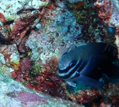 Neoglyphidodon nigroris