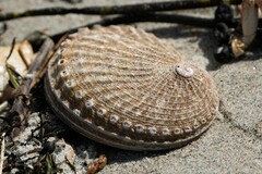 Haliotis australis