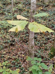 Magnolia macrophylla