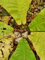 Magnolia macrophylla