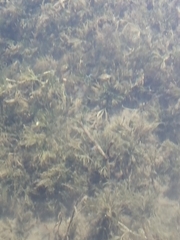 Batrachium