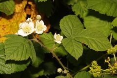 Rubus tuberculatus