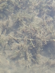Batrachium