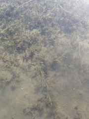 Batrachium