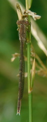 Sympecma paedisca