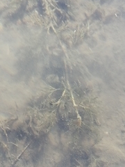 Batrachium