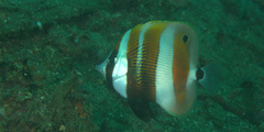 Coradion chrysozonus