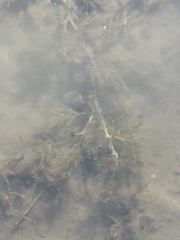 Batrachium
