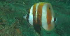 Coradion chrysozonus