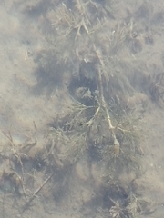 Batrachium
