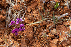Swainsona villosa