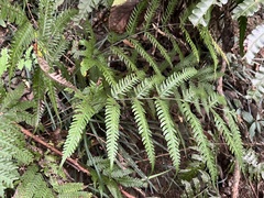 Pteris arisanensis