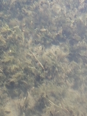 Batrachium