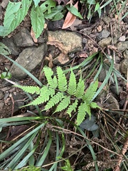Pteris arisanensis