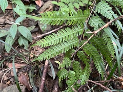 Pteris arisanensis