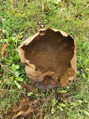 Lycoperdon utriforme