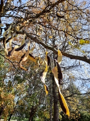 Gleditsia triacanthos
