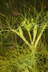 Foeniculum vulgare