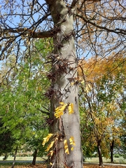Gleditsia triacanthos