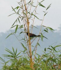 Centropus sinensis