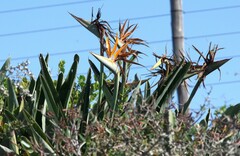 Strelitzia reginae