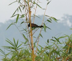 Centropus sinensis