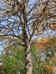 Gleditsia triacanthos