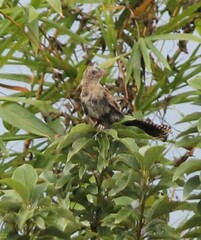 Centropus bengalensis